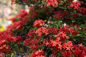 Beautiful Red spike flower. King Ixora blooming (Ixora chinensis). Rubiaceae flower.Ixora flower....