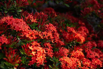 Beautiful Red spike flower. King Ixora blooming (Ixora chinensis). Rubiaceae flower.Ixora flower....