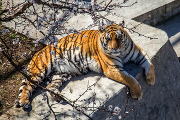 Fototapeta premium Lazy tiger lie down on the concrete