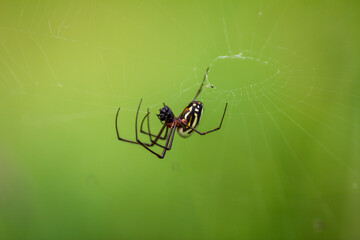 Spider hanging net green background