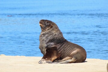 Obraz premium Bull NZ Sea Lion, Surat Bay, The Catlins