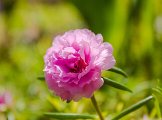 close up of pink peony