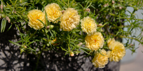 close up of a yellow flower