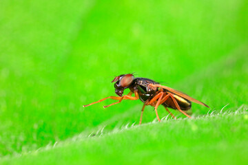 Flies inhabit wild plants in North China
