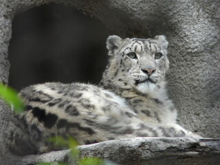 snow leopard cub