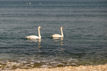 A swan couple with cygnets swimming near the rocky sea shore