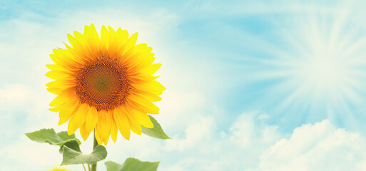 Sunny sunflower