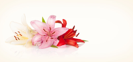 Fototapeta na wymiar Colorful lily flowers