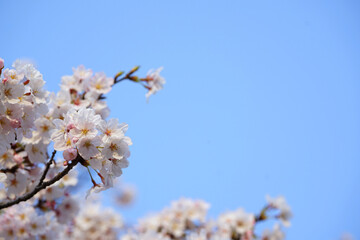 Spring banner, branches of blossoming cherry against background of blue sky, Pink sakura flowers, dreamy romantic image spring, landscape panorama, copy space.