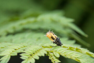 Larva de mariquita cambiando de exoesqueleto