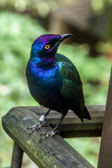 a Purple starling (Lamprotornis purpureus) is a member of the starling family of birds.
It is a resident breeder in tropical Africa from Senegal and north Zaire east to Sudan and west Kenya. 