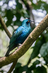 The lesser blue-eared starling (Lamprotornis chloropterus) is a species of starling in the family Sturnidae.
There is a stripe through the eye that sometimes looks black and sometimes deep purple.