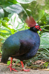 A male crested partridge (Rollulus rouloul), a gamebird in the pheasant family Phasianidae of the order Galliformes. The male is metallic green above with glossy dark blue underparts.