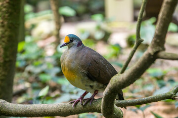 a Sulawesi ground dove (Gallicolumba tristigmata) is a medium-sized, approximately 35 cm long,...