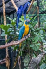 The blue-throated macaw (Ara glaucogularis; previously Ara caninde) is a macaw endemic to a small area of north-central Bolivia. 
This species was designated by law  as a natural patrimony of Bolivia.