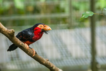 The bearded barbet (Lybius dubius) is an African barbet.
The barbets get their name from the bristles which fringe their heavy bills.