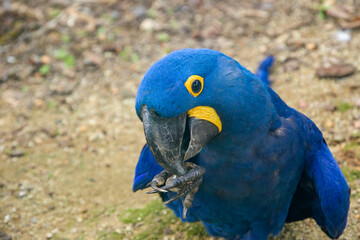 The hyacinth macaw is a parrot native to central and eastern South America. It is the largest macaw and the largest flying parrot species.  The tail is long and pointed.Its feathers are entirely blue.