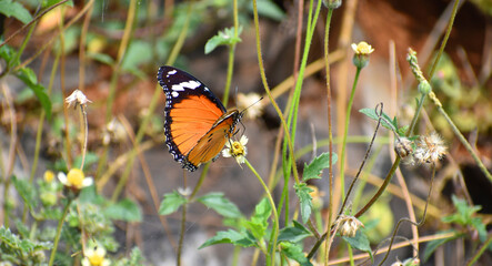 butterfly on the grass