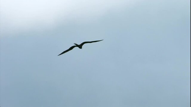 Ave en el aire, Playa Tarcoles, Costa Rica