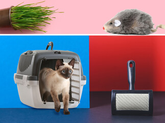Collage of cute cat with pet accessories on color background