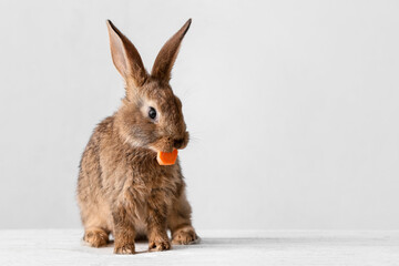 Cute fluffy rabbit eating carrot on light background