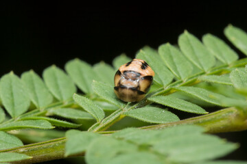 Fase final de transformación de una larva de mariquita