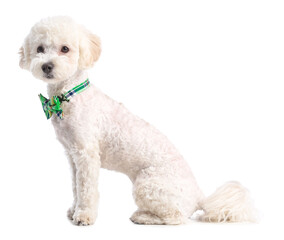 Cute dog with green bowtie on white background. St. Patrick's Day celebration