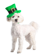 Cute dog with green hat on white background. St. Patrick's Day celebration