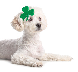 Cute dog with clover leaf on white background. St. Patrick's Day celebration