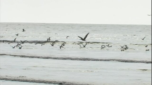 Aves 2, Pescador Playa Tarcoles Costa Rica