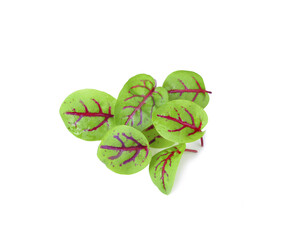 red sorrel leaves isolated on white background