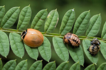 Dos larvas de mariquita, la de la izquierda finalizada, solo falta cambio de color © Hans