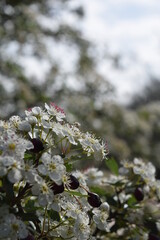 Blooming hawthorn tree branch 