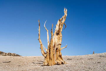 Ancient Bristlecone pine tree with blue sky