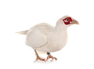 colsucus albus in studio