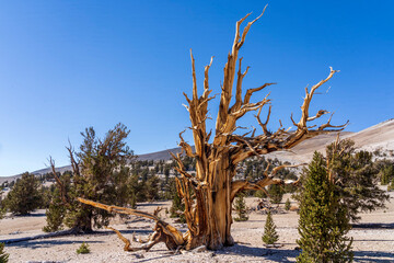 Ancient Bristlecone pine forest in the mountains with view