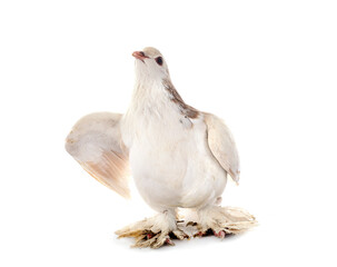Lahore pigeon in studio