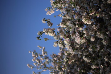 beautiful flowers on the apple tree in nature, apple blossoms in spring