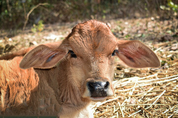 A Little Domestic brown cow calf Animal in Winter's Sunlight  Eyes and Ears are clearly visible 