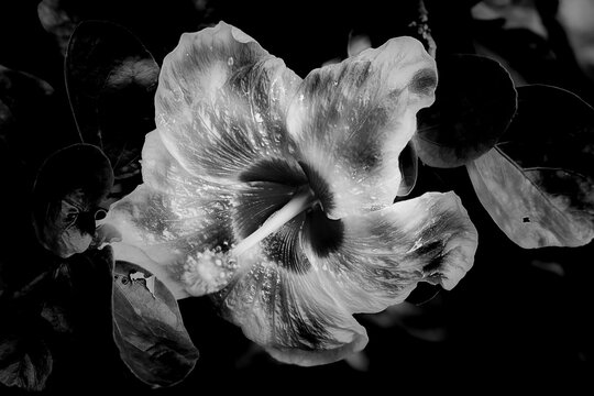 Artistic photography in black and white Glowing aura and flower