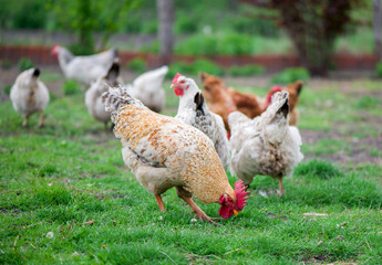 The great cock. Cock on the sunny walk Beautiful cock in the pen for chickens in the village, close-up.