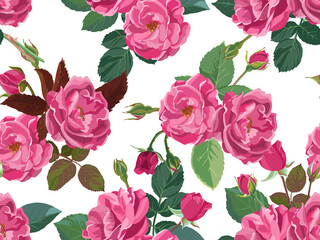 Pink roses or peonies in blossom seamless pattern