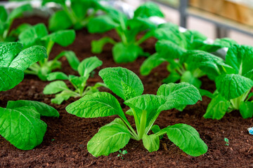 Cultivation of crops. Vegetables and organic greens. Gardening concept.