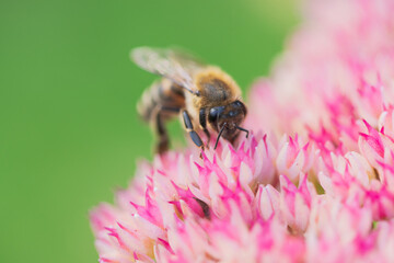 Honey bees collect pollen Spiraea flower. Macro shot.