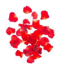 Red rose petals isolated over the white background