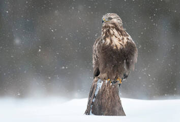 Rough-legged buzzard ( Buteo lagopus ) in winter scenery