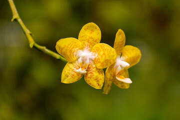 phalaenopsis or Yellow orchid flower closeup from family Orchidaceae in tropical garden