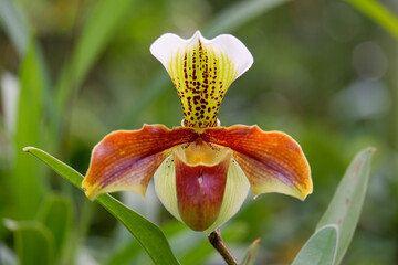 Paphiopedilum complex or lady's slipper orchid in the botanical garden
