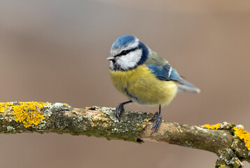 Obraz premium Blue tit ( Cyanistes caeruleus ) close up