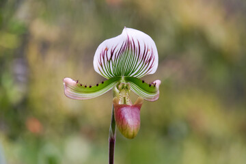 Paphiopedilum, Lady`s Slipper. slipper or callosum orchid flower native in south east asia botanical plant